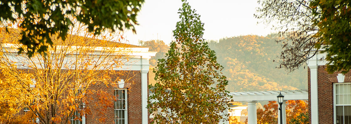Trees on campus during Fall